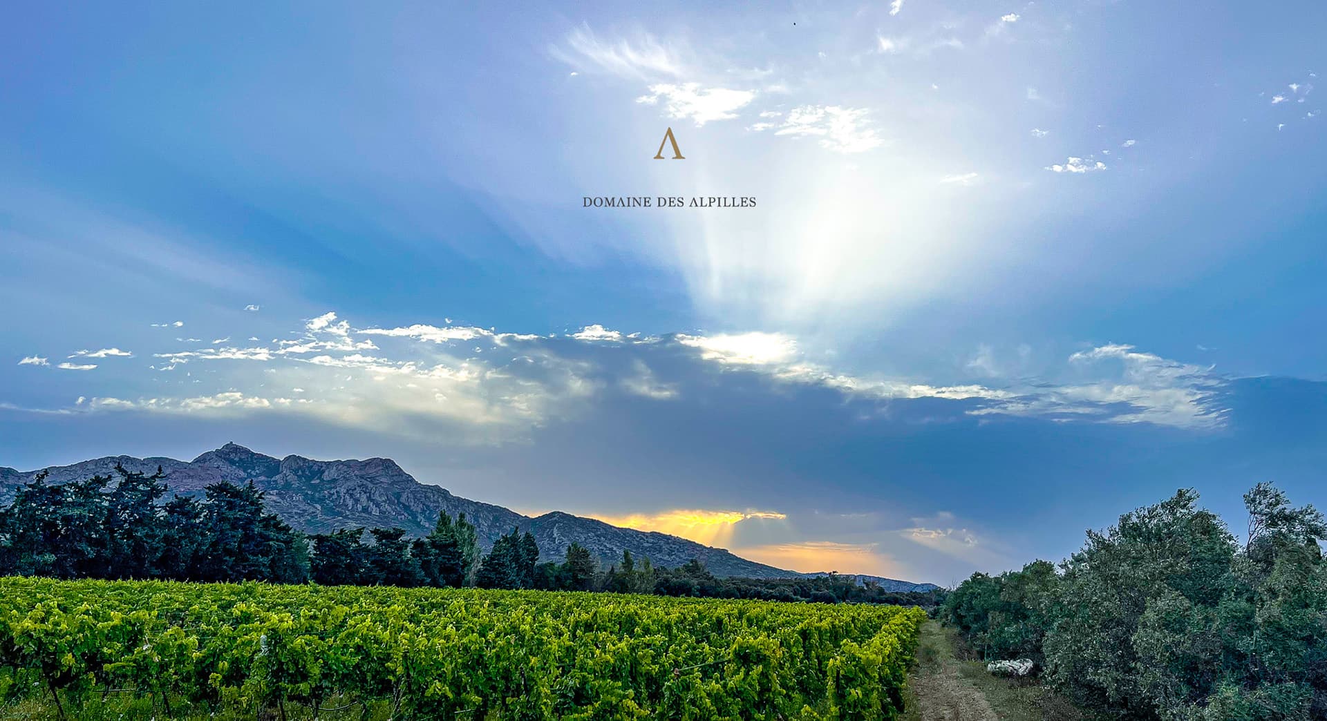 Domaine des Alpilles : des vins de terroir nés d'une passion collective