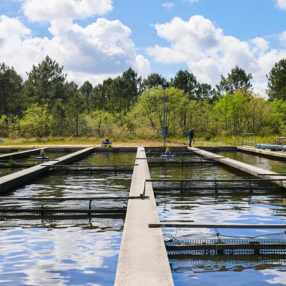 Les bassins d'élevage de L'Esturgeonnière, au cœur de la forêt du Teich