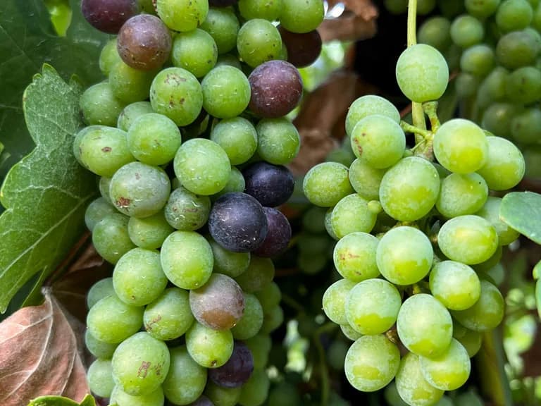 Grappes de raisin sur une vigne du Domaine des Alpilles