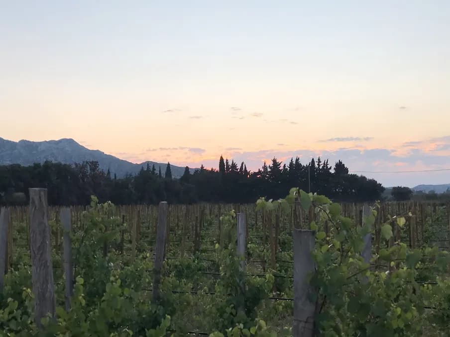 Vignes du Domaine des Alpilles au crépuscule, face à la chaîne des Alpilles
