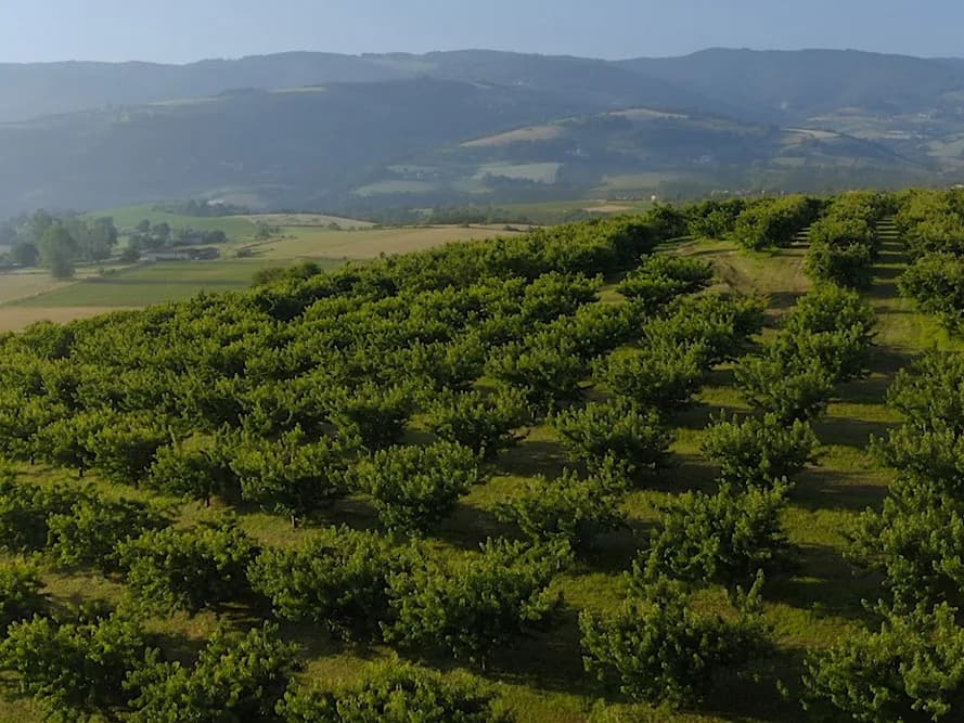 Vergers des Monts du Lyonnais