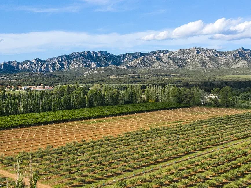 Oliveraie de Maricera à Aureille avec la chaîne des Alpilles en fond
