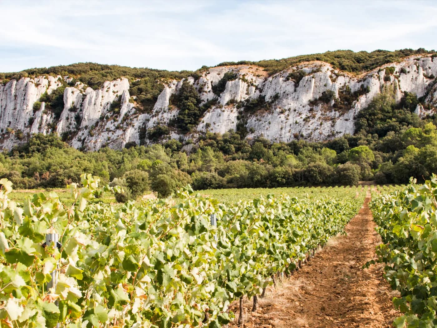 Vignes au pied d'une falaise calcaire, sur les terroirs de la cave Rocca Maura